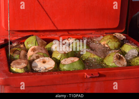 Noci di cocco fresco sulla vendita di Chiang Mai Foto Stock