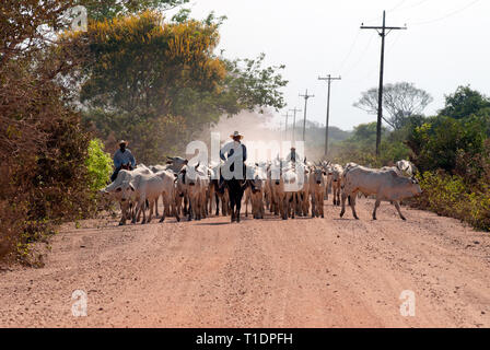 Cowboy brasiliano (Gauchos o Vaqueiros) immobilizzare i bovini giù per una strada sterrata nel Pantanal del Brasile del Sud Foto Stock