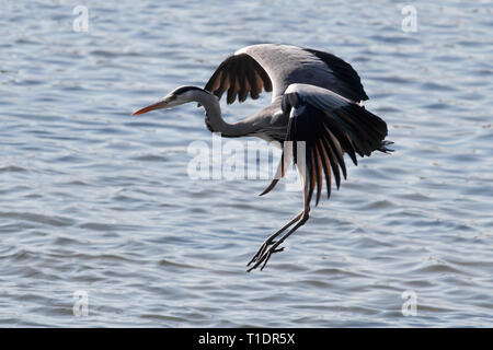 Heron in volo sopra il fiume Douro. Retroilluminazione morbido. Foto Stock