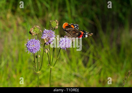 Rosso farfalla admiral sui fiori viola sul verde bello sfondo sfocato Foto Stock