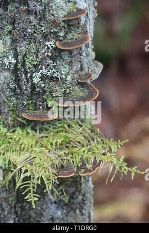 Staffa di salice fungo, Phellinopsis conchata Foto Stock