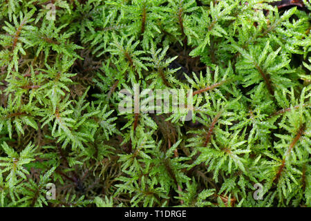 Pleurozium schreberi, il rosso-derivava feathermoss o Schreber's big red stelo moss Foto Stock