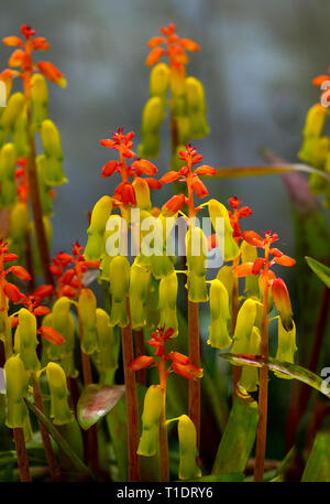 Fiore di Opal Lachenalia aloides Foto Stock