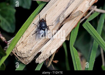 Fiordaliso Foto Stock