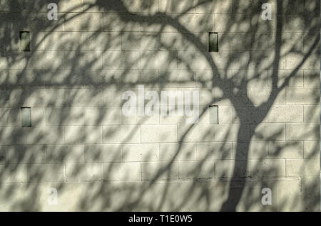 Close-up di muro di calcestruzzo di recupero con struttura ad albero delle ombre sulla superficie. Foto Stock