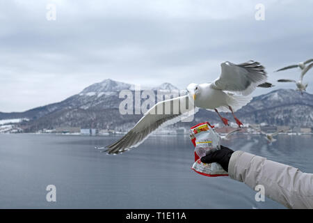 Alimentazione di gabbiani in aria sulla crociera nel Lago Toya, Hokkaido, Giappone Foto Stock