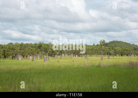 Vista la piatta, magnetico termite mounds nel Parco Nazionale di Litchfield nel Territorio Settentrionale dell'Australia Foto Stock