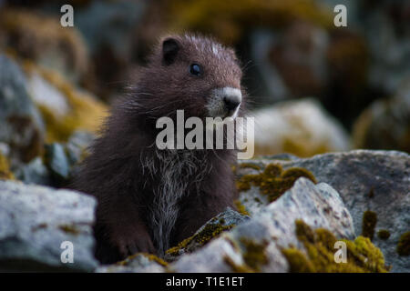 Primo piano di una specie minacciata a Vancouver Island marmotta Foto Stock