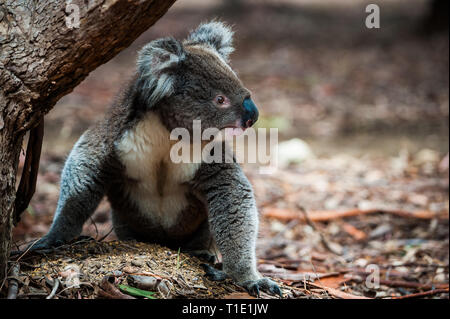 Occhio il livello di dettaglio di un koala su Kangaroo Island, in Australia Foto Stock