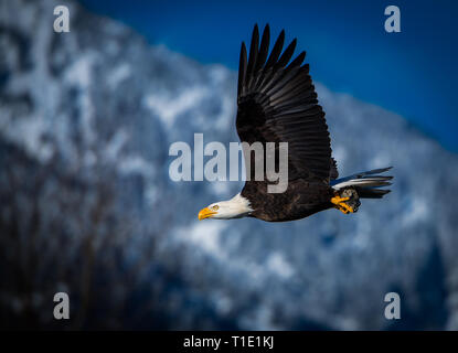 Aquila calva soaring lungo il fiume Squamish come essi di recupero per le migliaia di morti il salmone che la linea dei tributari a Brackendale, BC, Canada. Foto Stock