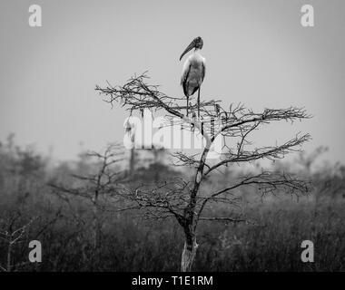 Cicogna in legno appoggiata su un nano cipresso in Everglades. Foto Stock