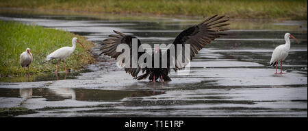 La Turchia vulture esprime la sua posizione dominante su un gruppo di Ibis in Everglades. Foto Stock