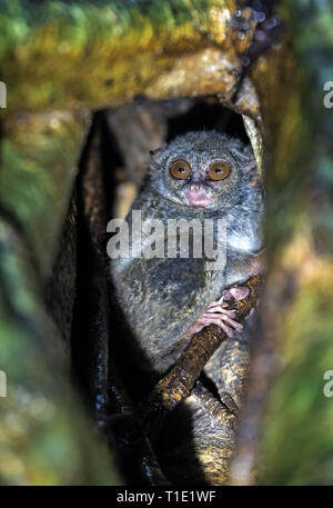 Il tarsier spettrale sull'albero. Nome scientifico: Tarsius spectrum, chiamato anche Tarsius tarsier. Habitat naturale. Isola di Sulawesi. Indonesia Foto Stock