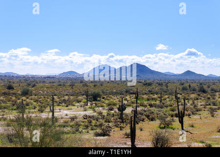 Arizona mountain range con cactus Saguaro cielo blu e nuvole di luce e altre piante del deserto. Foto Stock