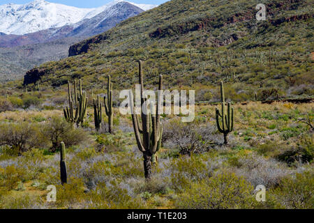 Montagne coperte di neve con cactus Saguaro coperti in orizzontale Foto Stock