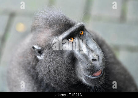 Di Celebes macaco crestato . Close up ritratto. Crested macaco nero, Sulawesi crested macaco o il black ape. Habitat naturale. Sulawesi. Indone Foto Stock