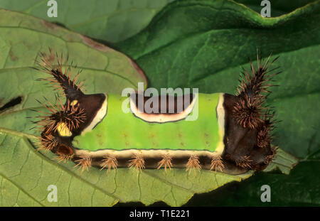 Vista laterale di Caterpillar a doppio spiovente (Acharia stimulea), la larva di una falena Limacodid. I suoi aculei velenosi offrono potenti sting a dissuadere i predatori. Foto Stock