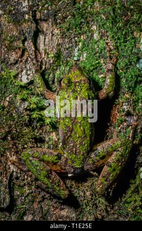 Northern cricket (rana Acris crepitans) su moss-coperto tronco di albero, mostrando un alto livello di camuffamento dovuta al colore della pelle e pattern. Foto Stock