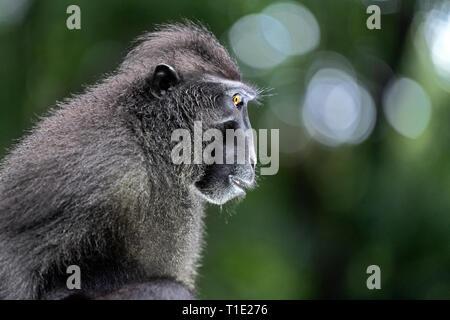 Di Celebes macaco crestato. Close up ritratto, vista laterale. Crested macaco nero, Sulawesi crested macaco celebes macaco o il black ape. Natural Foto Stock