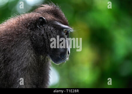 Di Celebes macaco crestato. Close up ritratto, vista laterale. Crested macaco nero, Sulawesi crested macaco celebes macaco o il black ape. Natural Foto Stock