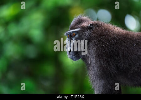 Di Celebes macaco crestato. Close up ritratto, vista laterale. Crested macaco nero, Sulawesi crested macaco celebes macaco o il black ape. Natural Foto Stock