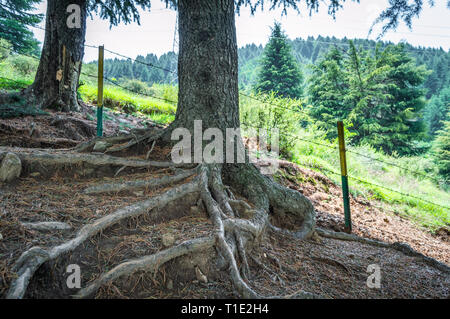 Radici di alberi di pino cresce al di sopra del suolo in una foresta in Kashmir Foto Stock