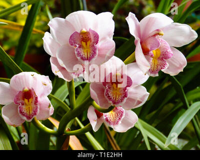 Barca, orchidea Cymbidium, parco botanico, Kerala, India. Foto Stock