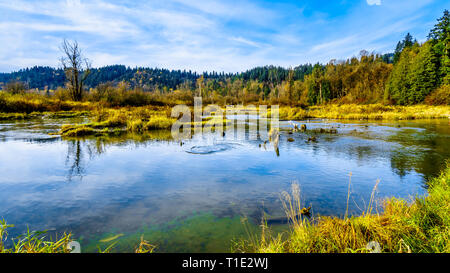 Le zone di riproduzione della doga fiume a valle della diga di Ruskin a Hayward vicino Lago di missione, British Columbia, Canada Foto Stock