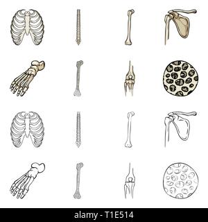 Nervatura,colonna vertebrale,femore,piedi,fibre,gabbia,chiropratica,rotto,bacino,caviglia,,ossea sana,xray,backbone,fibula,hip,gamba,scientific,corpo vertebrale,,shin,pelvico podologia,,GINOCCHIO,muscolo,l'osteoporosi,tibia,l'avampiede,l'epitelio,sterno,postura,medicina clinica,,biology,medical,osso,skeleton,anatomia umana,,organi,impostare,vettore,icona,immagine,isolato,raccolta,design,l'elemento,graphic,segno vettori vettore , Illustrazione Vettoriale