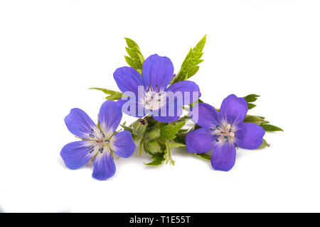 Legno (cranesbill Geranium sylvaticum) isolato su bianco Foto Stock