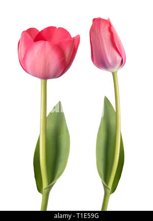 Pink tulip flower isolati su sfondo bianco Foto Stock
