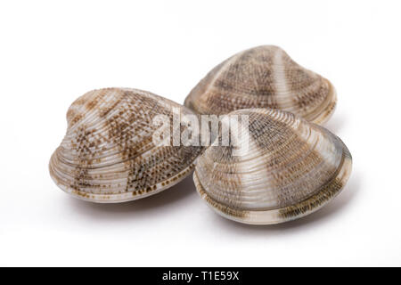 Tre le vongole isolati su sfondo bianco Foto Stock