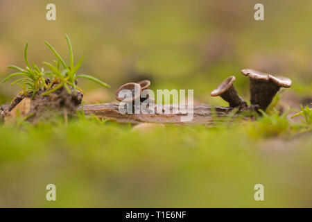 Cyathus olla è una specie di fungo saprobic in genere Cyathus, famiglia Nidulariaceae. I corpi di frutta assomigliano a tiny bird's nidi riempiti con " uova Foto Stock