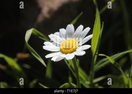 Israele Negev, un campo di wild in bianco e giallo daisy meridionale (Bellis sylvestris) fiori in primavera Foto Stock