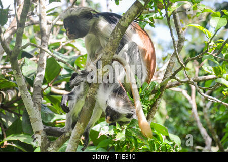 Le scimmie sugli alberi nella foresta di Jozani , Zanzibar , Tanzania Foto Stock