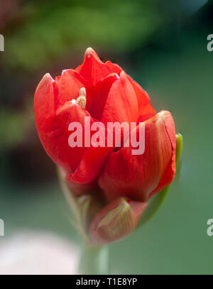 Fioritura Hippeastrum rosso fiore. (A volte chiamato erroneamente, l'Amaryllis). emergente dal bud. Fotografato in Israele nel Marzo Foto Stock
