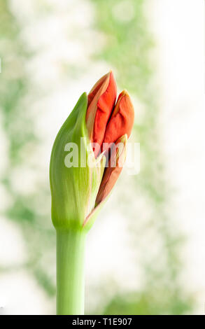 Fioritura Hippeastrum rosso fiore. (A volte chiamato erroneamente, l'Amaryllis). emergente dal bud. Fotografato in Israele nel Marzo Foto Stock