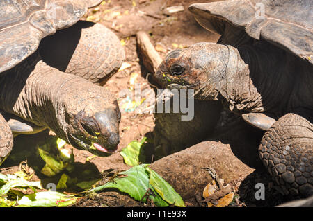 Tartaruga in foresta isola prigione a Zanzibar, Tanzania Foto Stock