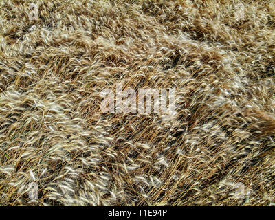 Golden gli steli di grano in un campo pronto per la mietitura. Foto Stock