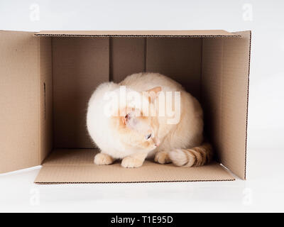 Lo zenzero tomcat giacente nella scatola di carta e cartone con un gatto su sfondo bianco. Foto Stock
