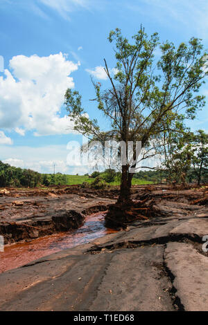 Brumadinho, Brasile. Xviii Mar, 2019. Fango e lavare il residuo intorno ad un albero. Il 25 gennaio 2019 la diga del Córrego do Feijão miniera di ferro si è rotto e una frana di fango mortale avviato. Due mesi più tardi, ira, dolore e disperazione regola. (A dpa " Tutto è andato' - i residenti di Brumadinho soffrono di tragedia perineale'). Credito: Rodney Costa/dpa/Alamy Live News Foto Stock