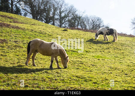 Forno, Ceredigion, Galles. 26 feb 2019. Regno Unito: Meteo su un altro giorno di sole, che dovrebbe proseguire ancora per diversi giorni.due cavalli al pascolo in un campo di Einion Valley, una scena rurale sulla collina sopra il villaggio di forno, Ceredigion, Wales, Regno Unito Credito: Paolo Quayle/Alamy Live News Foto Stock