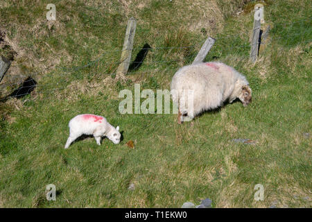 Pecore Penisola di testa, West Cork, Irlanda, 26 marzo 2019. Un altro calda giornata di primavera tutto il giorno con assenza di vento e temperature fino a 14 gradi sulla testa di pecore penisola. La molla agnelli certamente godere il calore. Credito: aphperspective/ Alamy Live News Foto Stock