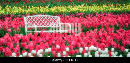 Panca in campo di tulipani. Pattino di legno Tulip Farm. Woodburn, Oregon Foto Stock