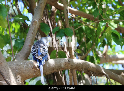 Un blu, budgie maschio (Melopsittacus undulatus) appollaiato su un ramo. Foto Stock