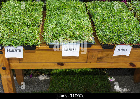 Miami Florida, Kendall, Tropical Park, Miami International Agriculture & Cattle Showtrade, Agri business, Homestead Plant Exhibit, erba, prato, zolla, erba, terreno Foto Stock