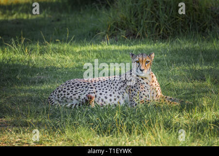 Cheetah in un prato verde, Sud Africa Foto Stock