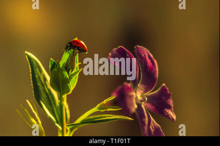 Ladybird su un soleggiato verde foglia di fiore vinca principali Foto Stock