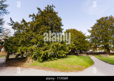 Gli antichi alberi di tasso il più antico è pensato per essere 1500-2000 anni una delle sette meraviglie del Galles a Santa Maria Vergine Chiesa Overton su Dee Foto Stock