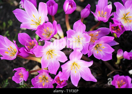 Autunno crocus Colchicum autumnale fiori nel giardino Foto Stock